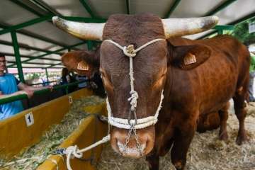 Más de 900 animales en la Feria de Ganado de Gran Canaria (Foto TA)